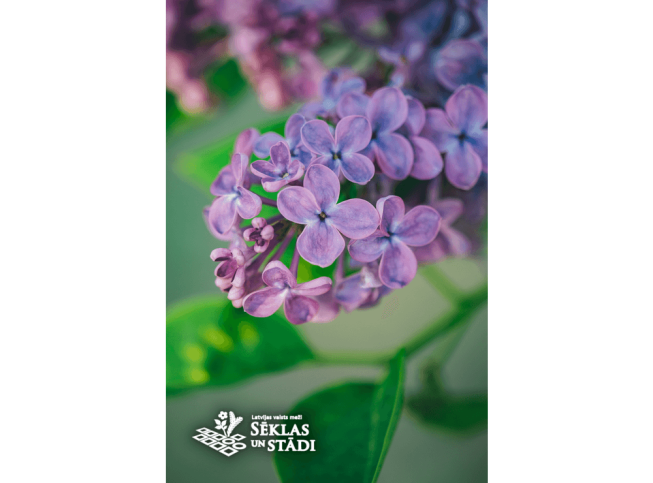 Syringa vulgaris   'Mechta'